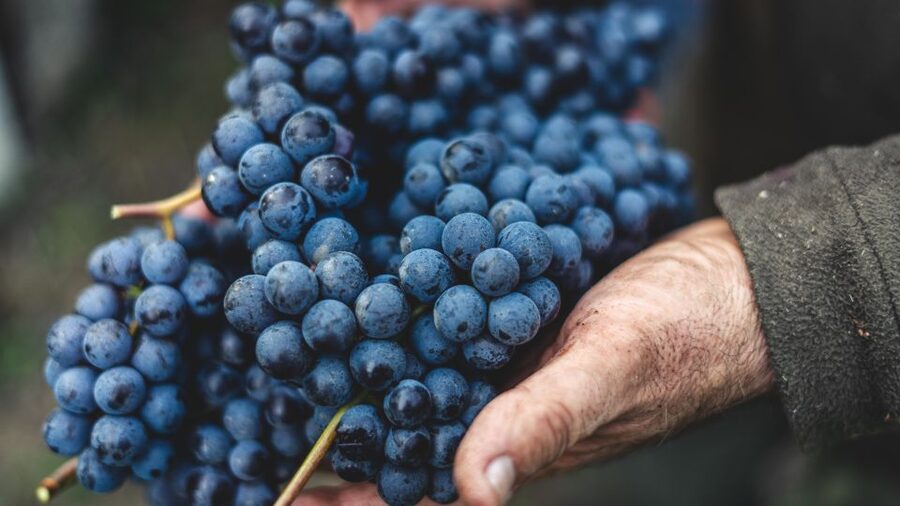 From Florence: Chianti Hills Half-Day Tour with Wine Tasting - Olive oil tastings you can actually notice