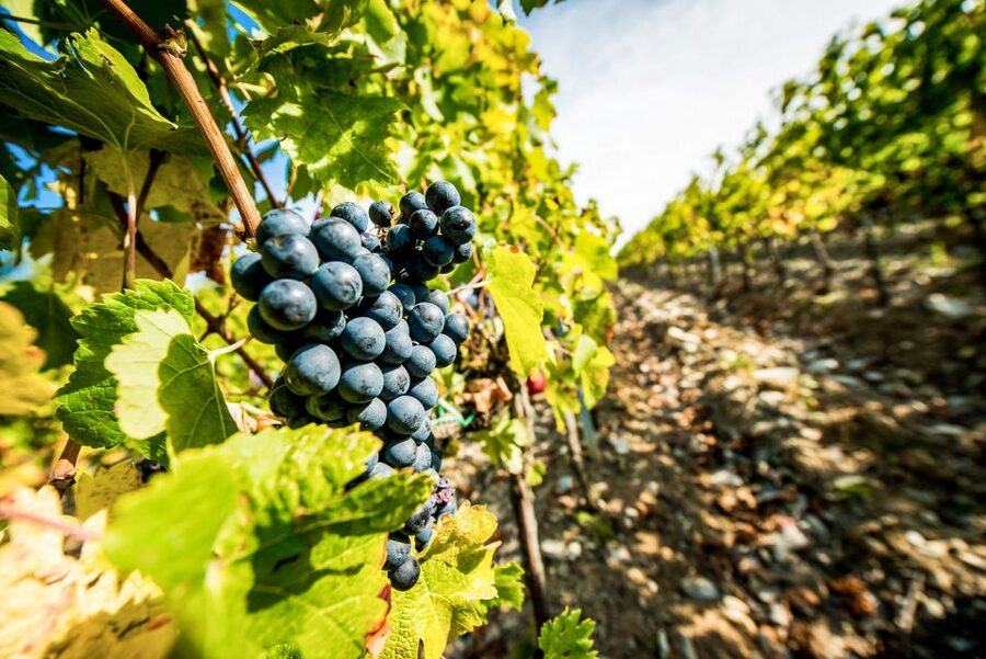 From Florence: Tuscany Wine & Food Tour with Guide - Lunch, Pairings, and Portions: What the Included Meal Actually Looks Like